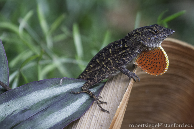 anole with dewlap